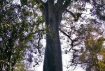 世界上十大最古老的树排行 最久的存在8万年前