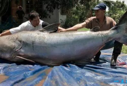 世界最大的鱼Top10 鲸鲨以重47000磅排第一