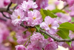 樱花和樱桃是什么关系？神奇的知识又增加了！