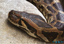 十种世界上最长的蛇 黑曼巴蛇仅排第十
