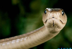 十种世界上最长的蛇 黑曼巴蛇仅排第十