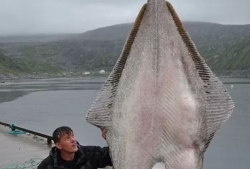 世界最大的鱼Top10 鲸鲨以重47000磅排第一