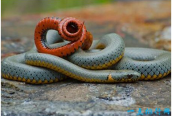 世界上最无聊的蛇，环箍蛇会像猫狗一样捕捉自己的尾巴